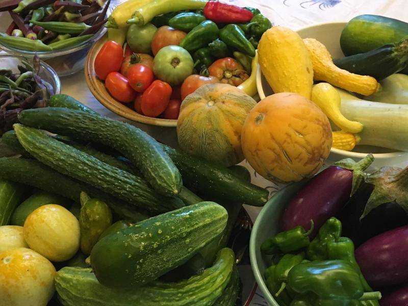 This year’s Lewes Community Garden harvest includes yellow squash, green peppers, okra, beans, kale, tomatoes, melons, eggplant and cucumbers. SUBMITTED PHOTO